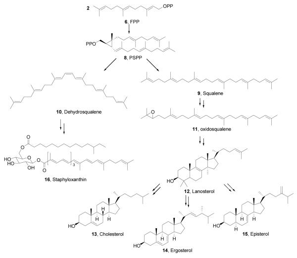 Scheme III