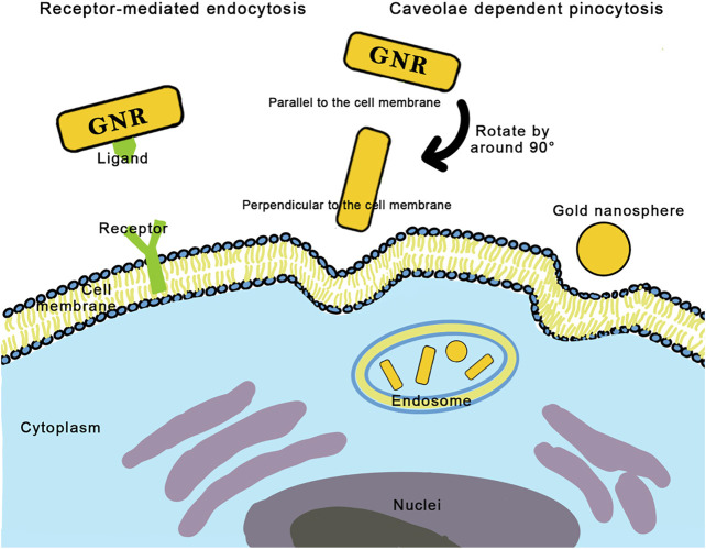 FIGURE 3