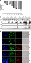 FIG 1