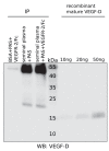 Figure 3—figure supplement 3.