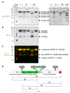 Figure 7—figure supplement 2.