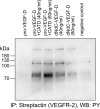 Figure 7—figure supplement 1.