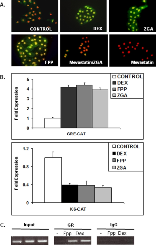 FIGURE 1.