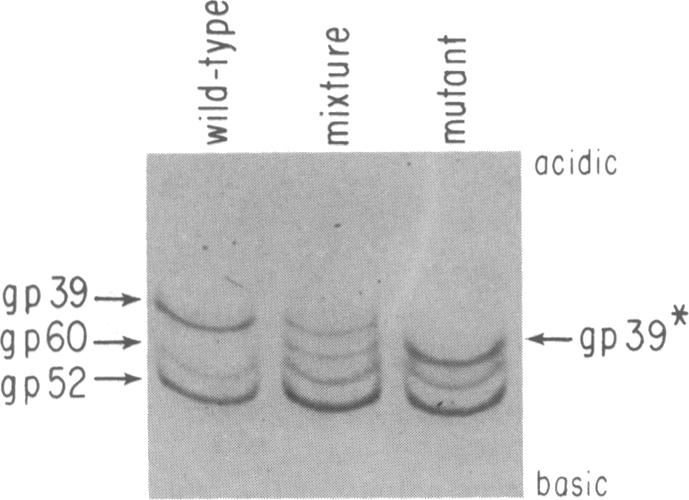 graphic file with name pnas00244-0214-a.jpg