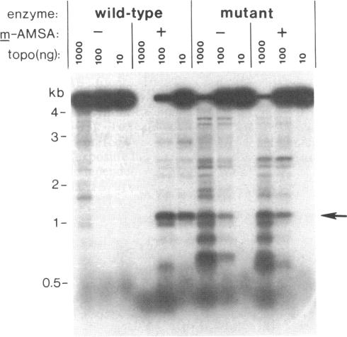 graphic file with name pnas00244-0213-b.jpg