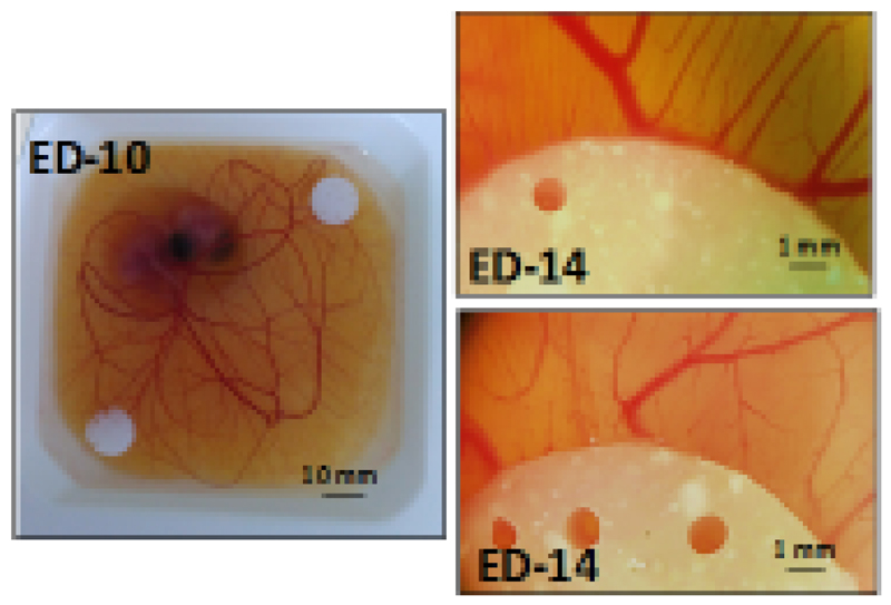 Figure 10