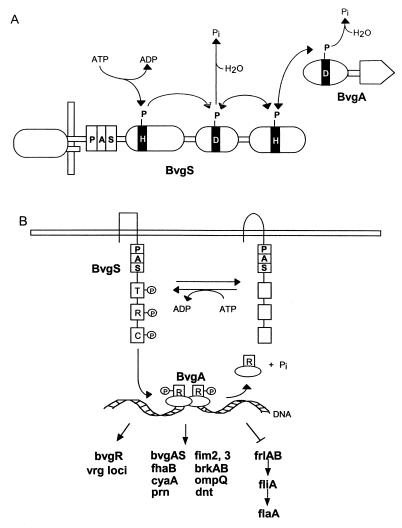 FIG. 13