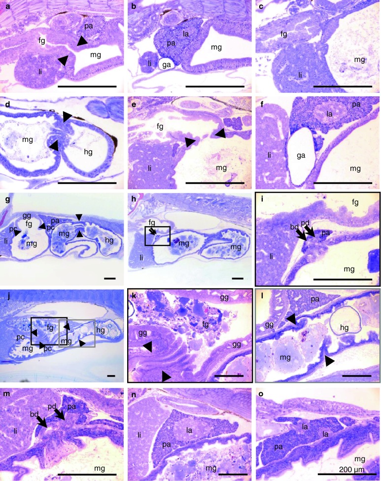 Fig. 8