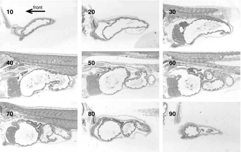 Fig. 2