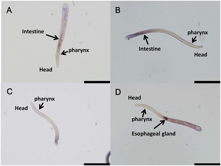 Fig 4