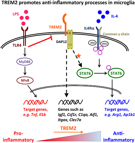 Graphical Abstract