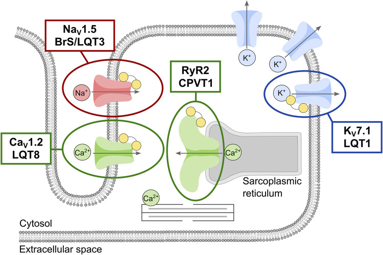 FIGURE 4