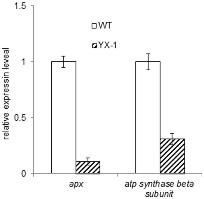 Figure 5