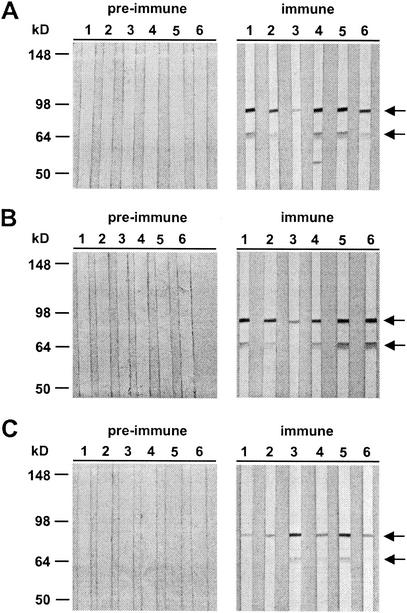 FIG. 5.