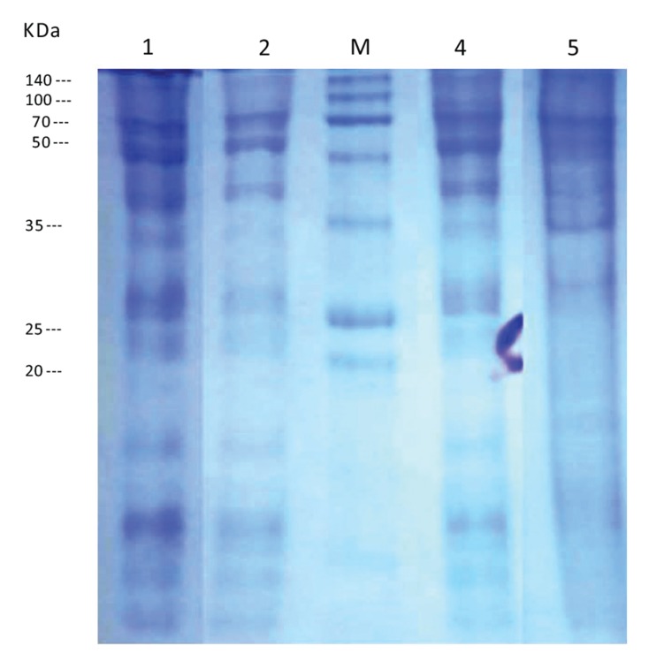 Fig. (5)