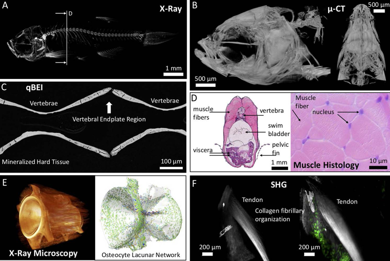 Figure 1: