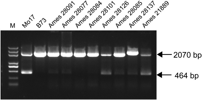 Fig. S8.