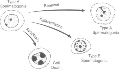 graphic file with name pnas01146-0015-a.jpg