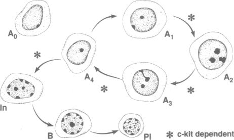 graphic file with name pnas01146-0014-a.jpg