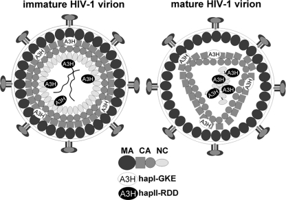 FIG. 7.