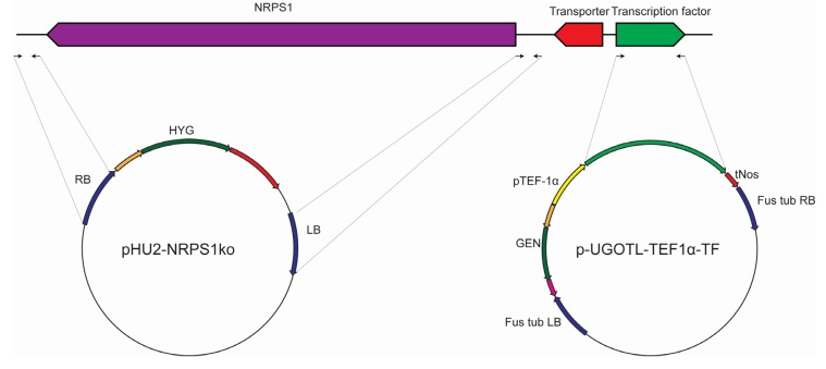 Figure 6