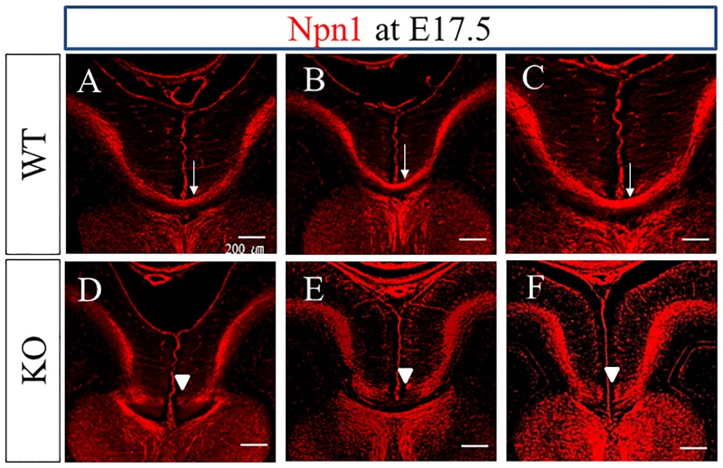 Fig 8