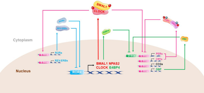 FIGURE 1