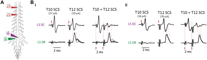 Fig. 10.