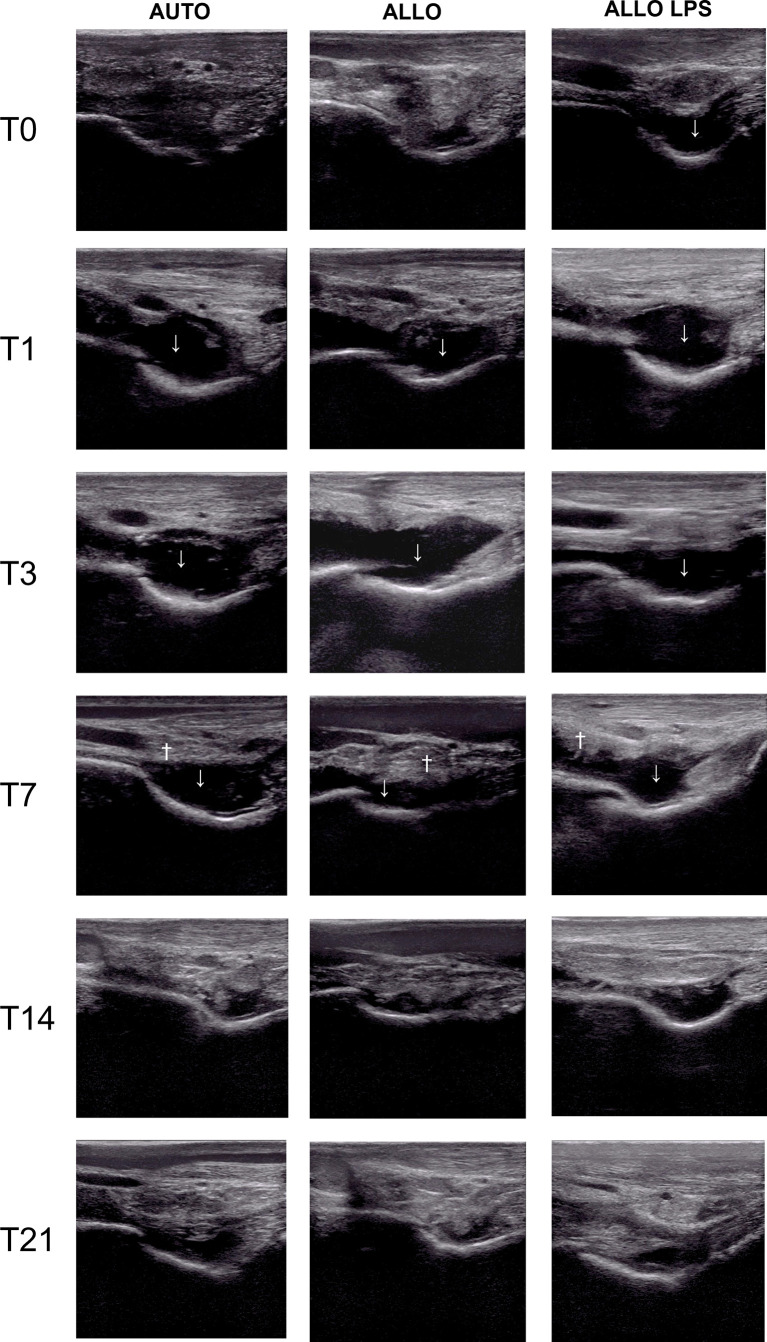 Figure 4