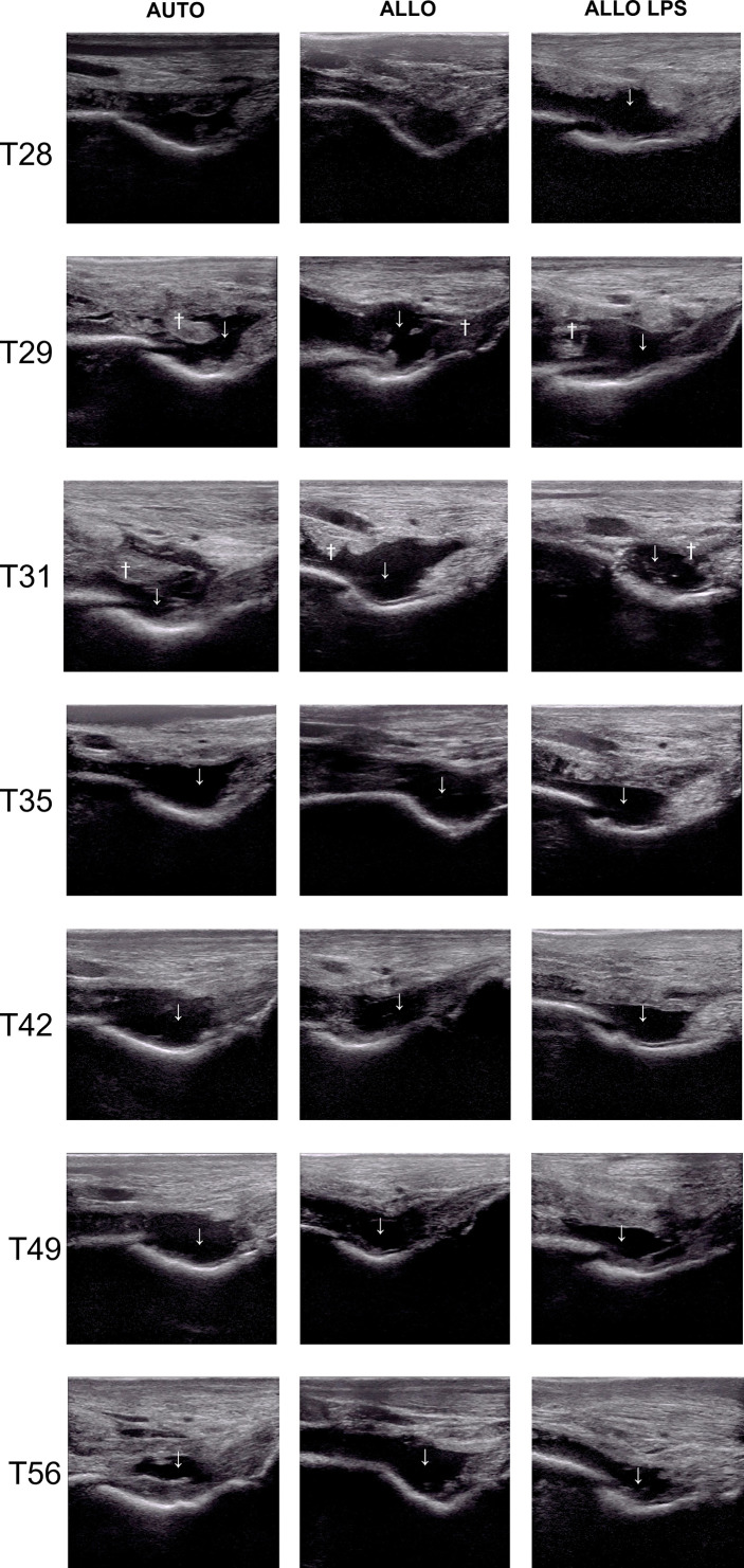 Figure 5