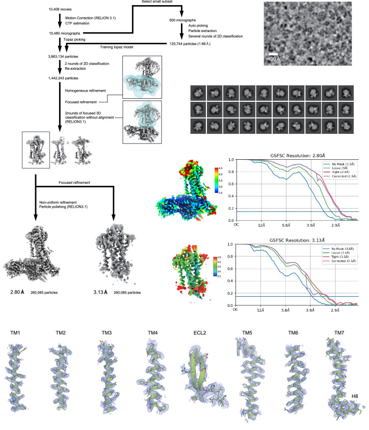 Figure 1—figure supplement 2.