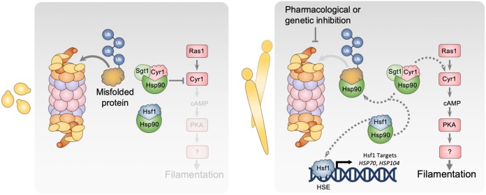 FIG 6