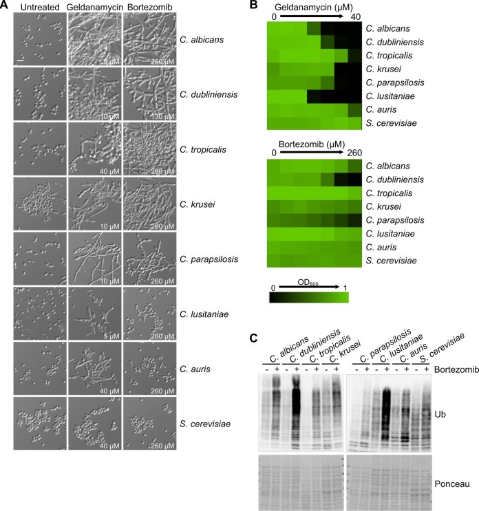 FIG 5