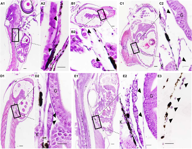 FIGURE 3