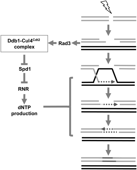 Figure 7.