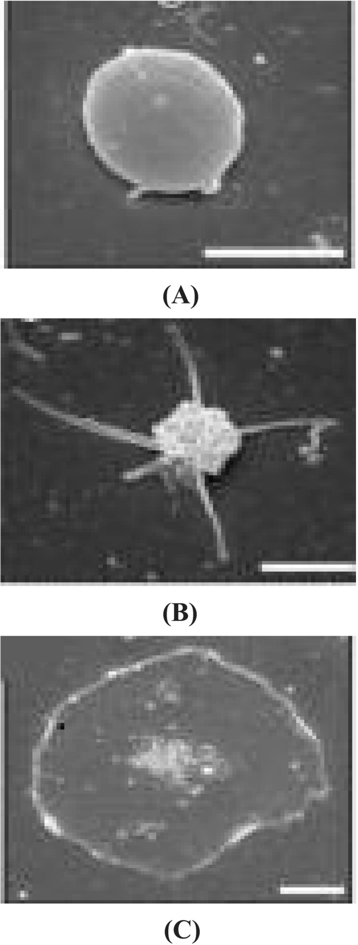 FIGURE 1