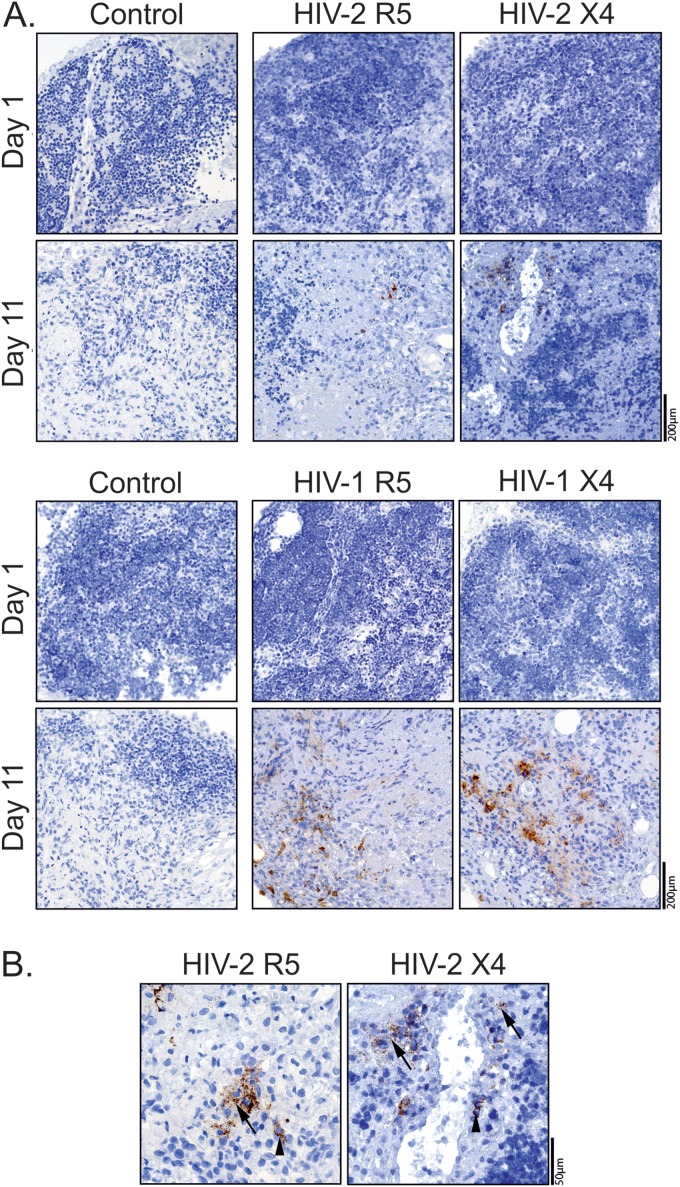 FIG 2