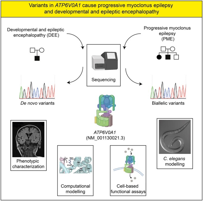 Graphical Abstract