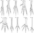 graphic file with name JOA-236-772-g011.jpg
