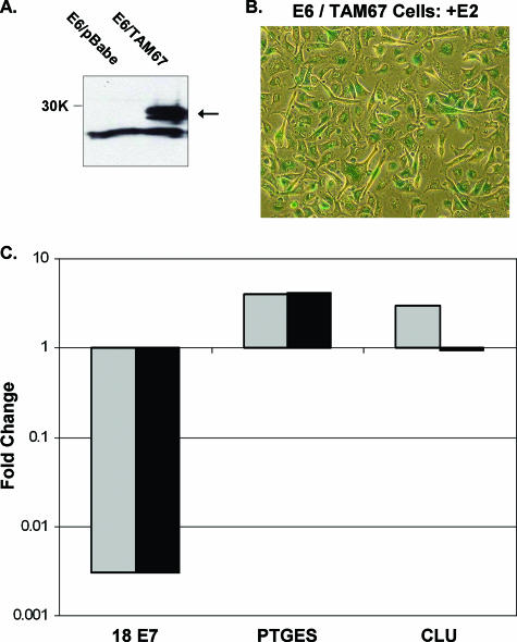 FIG. 8.