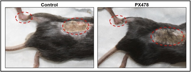 Fig. S2.