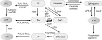 <b>FIG. 1.</b>