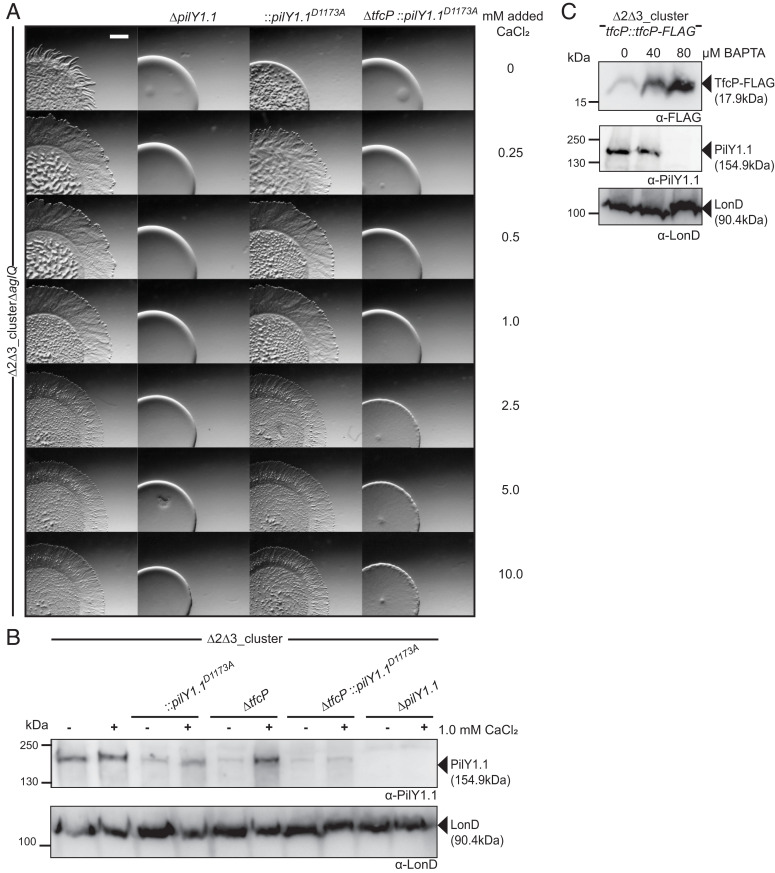 Fig. 7.