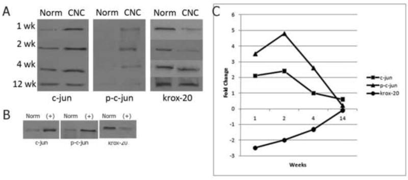 Fig (1)