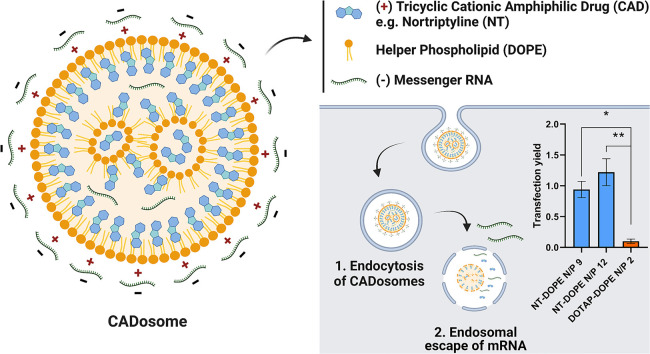 Unlabelled Image