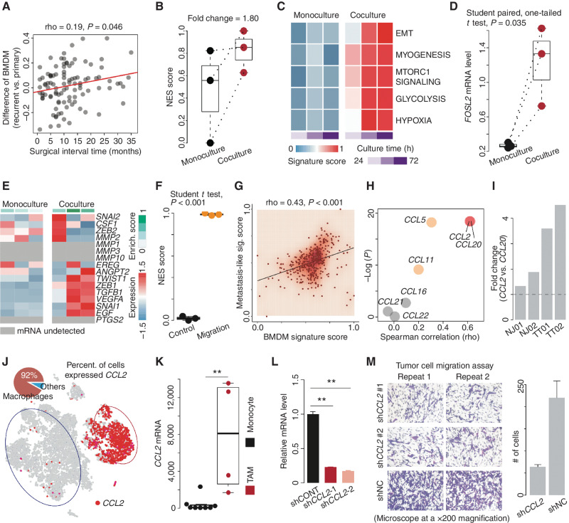 Figure 6. BMDM infiltration is associated with tumor progression. A, Correlation analysis of surgical interval time and the difference in normalized BMDM signature score between primary and recurrent GBMs based on the GLASS dataset. B, Comparison of NES scores between tumor cells in monoculture and coculture with macrophages. C, Comparison of indicated MSigDB hallmark pathways between tumor cells in monoculture and coculture with macrophages for 24, 48, and 72 hours. D, Comparison of the FOSL2 mRNA level between tumor cells in monoculture and coculture with macrophages. E, Comparison of metastasis-related gene expression between tumor cells in monoculture and coculture with macrophages. Top bar colors from white to green represent the enrichment score of metastasis-related genes from low to high. F, Comparison of NES scores between glioma cells with high and low (control) migration ability. Enrich., enrichment. G, Correlation between the NES score and metastasis-like signature (sig.) score across TCGA IDH wild-type GBMs. H, Correlation between the mRNA level of the indicated gene and NES score across TCGA IDH wild-type GBMs. I, The ratio of the number of macrophages expressing CCL2 to that expressing CCL20. J, Distribution of the indicated genes (CCL2 and CCR10) overlaid on the 2D t-SNE plot of the first lesion. The pie plot demonstrates the percentage (percent.) of the macrophages (red) highly expressing CCL2. K, Comparison of the CCL2 mRNA level between TAMs and monocytes. Wilcoxon rank-sum test; **, P < 0.01. L, qRT-PCR analysis of CCL2 mRNA expression in macrophages with lentiviral vectors carrying shRNAs. M, Comparison of migration ability of tumor cells between the indicated groups (shCCL2 or shNC) based on transwell assay (microscope at a ×200 magnification).