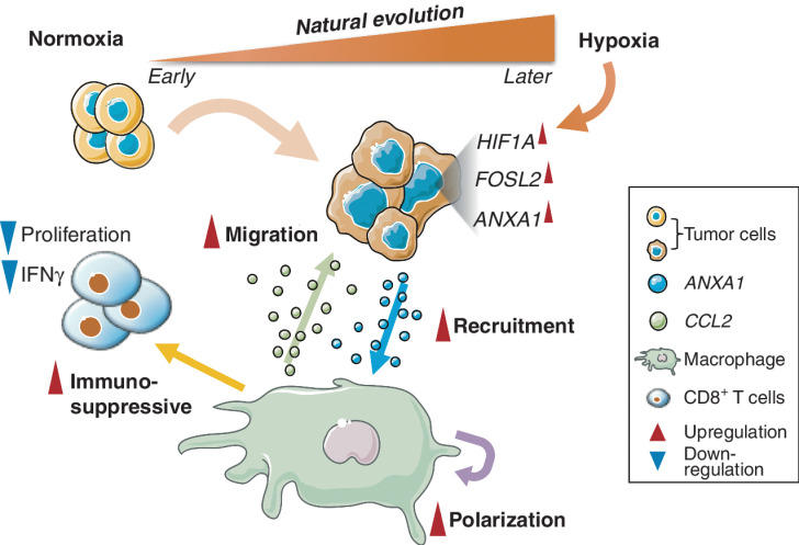 Figure 7. Schematic representation of tumor natural evolution and interaction with macrophages.