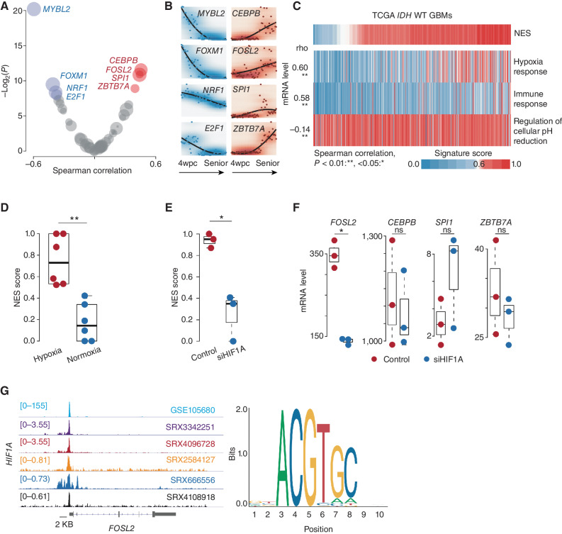 Figure 3. Microenvironment remodeling is associated with NES transition. A, Scatter plot of the Spearman correlation between NES score and regulatory activity across TCGA IDH wild-type GBMs. The x-axis and y-axis represent the correlation coefficient (rho) and log-transformed P value, respectively. TFs whose regulatory activity is positively and negatively correlated (adjusted P < 0.2) with NES score (red and blue, respectively). B, mRNA expression of indicated TFs across different stages of brain development from 4 weeks post-conception (wpc) to advanced age. C, Correlation between the NES and indicated pathways across TCGA IDH wild-type (WT) GBMs. Spearman correlation; **, P < 0.01; *, <0.05. D, Comparison of NES scores between tumor cells under hypoxic and normoxic conditions. Wilcoxon rank-sum test; **, P < 0.01; *, <0.05 (P values here also apply to E and F). E, Comparison of NES scores between tumor cells in the indicated groups. F, Comparison of the mRNA level of the indicated gene between tumor cells in the indicated groups. ns, not significant. G, Left, ChIP-seq analysis of HIF1A across various cancer types. The representative Integrative Genomics Viewer tracks at the FOSL2 locus show the distribution of peaks upstream of the transcription start site (<5 KB). Right, binding motif of HIF1A (from JASPAR).