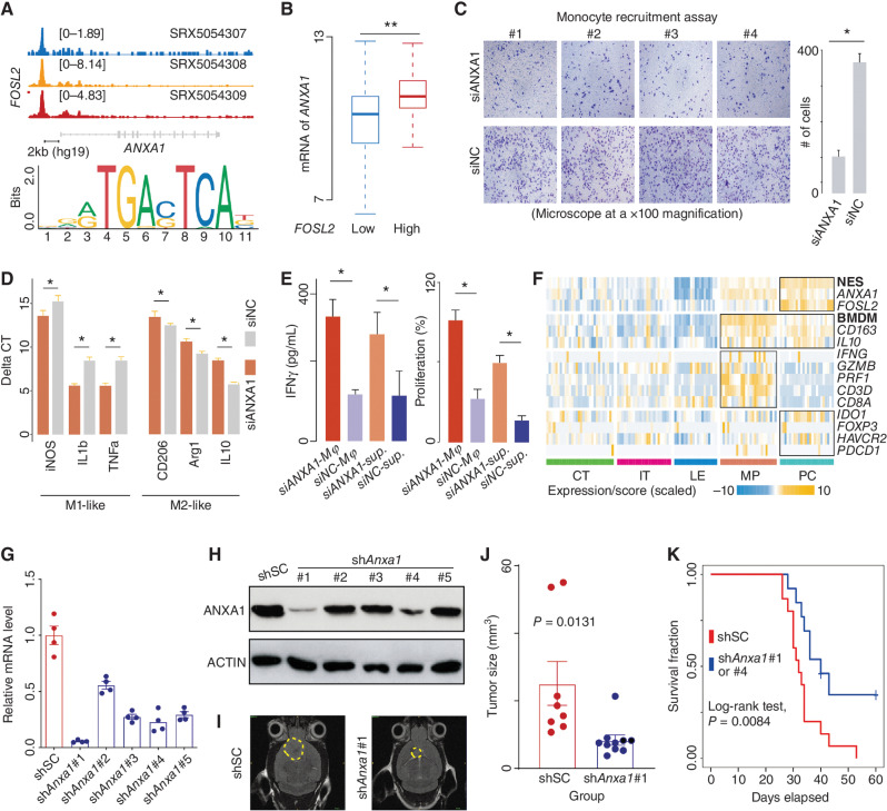 Figure 5. ANXA1 is associated with recruiting and polarizing macrophages to suppress CD8+ T cells. A, Top, ChIP-seq analysis of FOSL2 across three neural progenitor cells. The representative Integrative Genomics Viewer (IGV) tracks at the ANXA1 locus show the distribution of peaks upstream of the transcription start site (TSS; <5 KB). Middle, snATAC analysis of GBM cells. The representative IGV tracks at the ANXA1 locus show the location with significant peaks upstream of the TSS (<5 KB). Bottom, binding motif of FOSL2 (from JASPAR). B, Comparison of ANXA1 mRNA expression between TCGA IDH wild-type GBMs classified by the expression of FOSL2. Wilcoxon rank-sum test; **, P < 0.01; *, <0.05. C, Comparison of the migration ability of monocytes between the indicated groups (siANXA1 or siNC) based on transwell assay (microscope at ×100 magnification). D, mRNA level of indicated genes measured by qRT-PCR using the delta-delta Ct method. E, Comparison of IFNγ level (left) and proliferation percentage (right) of CD8+ T cells among indicated groups. F, A heat map for expression of indicated genes and signature scores among different regions. qRT-PCR (G) and immunoblot (H) analysis of Anxa1 mRNA expression in GL261 cells transduced with lentiviral vectors carrying five shRNAs. I, Representative MRI from mice after intracranial injection of GL261 with lentiviral vectors carrying scrambled shRNA or shAnxa1. T2 sequences demonstrate infiltrative tumors in the mouse brain (yellow line). J, Tumor volume was measured by the T2 MRI scan. K, Survival analysis of cases treated with shSC or shAnxa1.