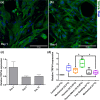 Figure 4—figure supplement 1.